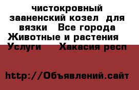 чистокровный зааненский козел  для вязки - Все города Животные и растения » Услуги   . Хакасия респ.